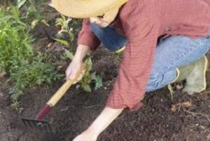 soil amendment