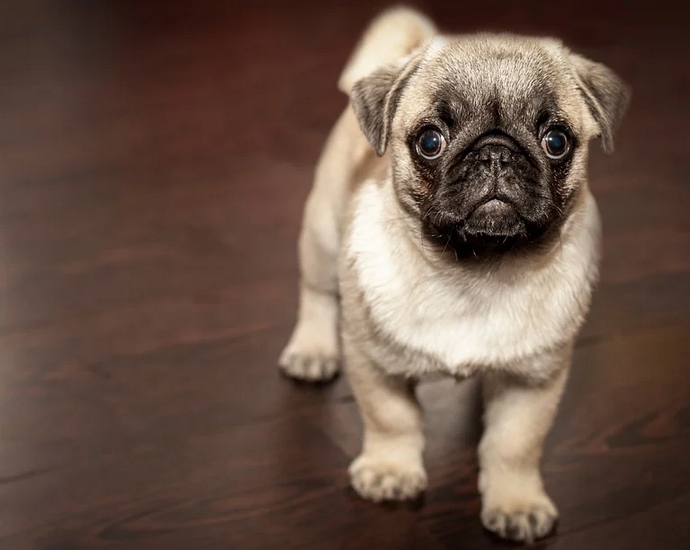 a pug