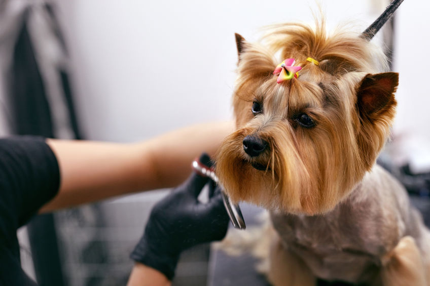 dog hair grooming