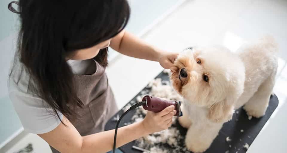 grooming your dog