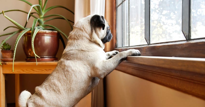 anxiety in dogs