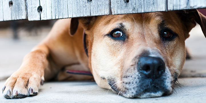 dog's anxiety